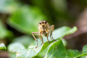 Scatophage du fumier (Scathophaga stercoraria) posée sur une feuille verte