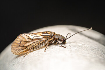 Sialis lutaria, insecte aquatique sur mobilier urbain, mégaloptère en milieu artificiel