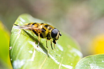Syrphidae indéterminé en train de se toiletter sur une feuille verte