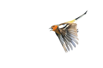 songbird,chaffinch in flight singing,isolated on white background