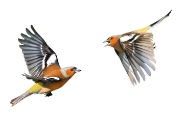 songbird,chaffinch,flight stages,isolated on white background