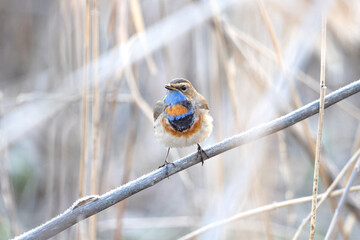 songbird, a bluethroat, sits on a tree in the early morning