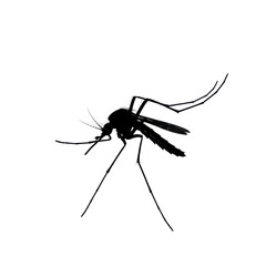 Mosquito vector isolated on transparent background, PNG, mosquito PNG, mosquito silhouette, mosquito transparent, mosquito outline, mosquito insect, mosquito shape, mosquito icon