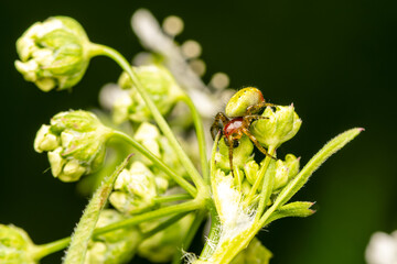 Araniella cucurbitina, l’araignée courge, sur une fleur blanche