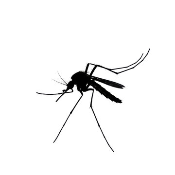 recommend clip art: Mosquito vector isolated on transparent background, PNG, mosquito PNG, mosquito silhouette, mosquito transparent, mosquito outline, mosquito insect, mosquito shape, mosquito icon