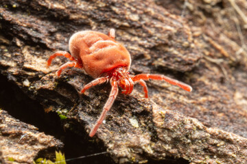 Petite araignée rouge en train de marcher