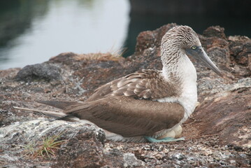 Blaufußtölpel - Galapagos