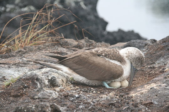 Blaufu&szlig;t&ouml;lpel - Galapagos
