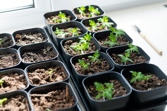 Indoor tomato seedling trays with young plants in natural light