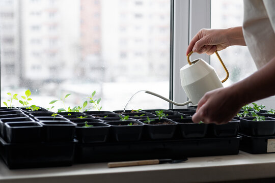 Indoor Plant Care in a Window Garden Setting