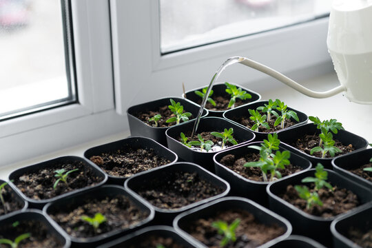 Watering young tomato seedlings in pots on a windowsill indoors