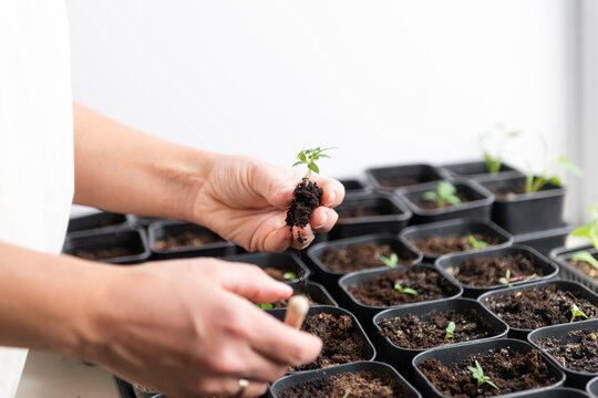 Tomato seedling planting in individual pots for home gardening