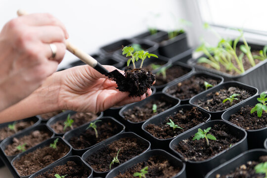 Hands carefully plant tomato seedlings in small pots for growth