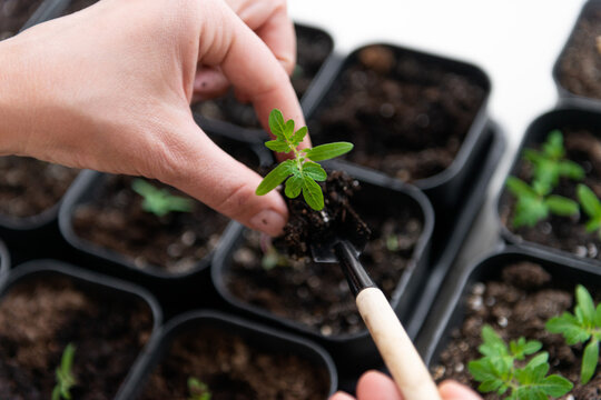 Hands carefully planting a young tomato seedling in rich soil