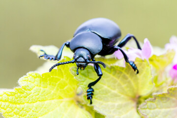 Crache-sang (Tachinidae) posé sur une fleur