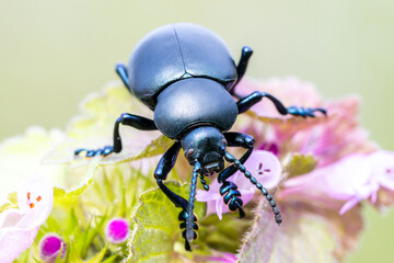 Crache-sang (Tachinidae) posé sur une fleur