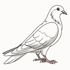 Fototapeta premium A detailed vector illustration of a white dove, symbolizing peace and purity, ideal for various design projects.