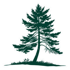 Obraz premium Dark green pine tree silhouette on white background