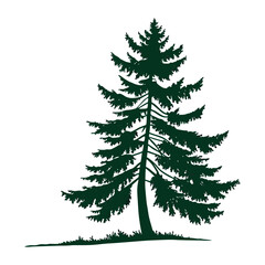 Obraz premium Dark green pine tree silhouette on white background