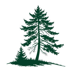 Obraz premium Dark green pine tree silhouette with smaller tree