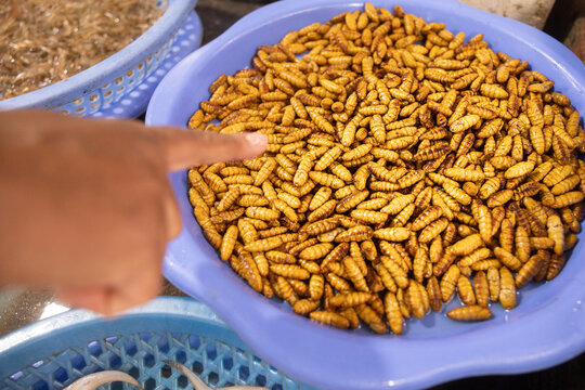 Edible Insects Display in Blue Basket at Vietnamese Eco Market