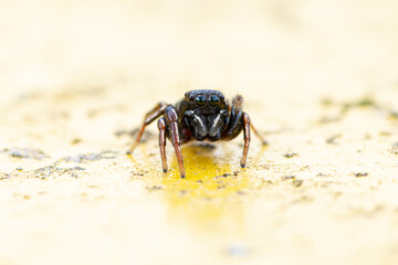 Heliophanus flavipes sur poubelle jaune, araignée en gros plan