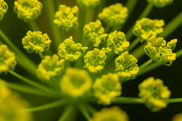 Close up of vibrant fennel yellow flowers in full bloom
