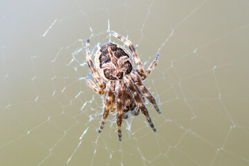Larinioides sclopetarius dans sa toile, araignée en action