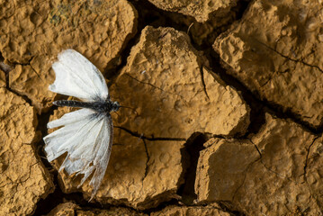 Fragile cabbage butterfly on cracked dry earth symbolizes resilience