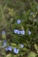 A plant with blue forget-me-nots, the top flowers are in focus, everything else in the photo is blurred