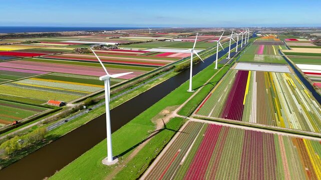 Aerial drone view of tulip fields and windmills in the Netherlands during spring. This beautiful landscape showcases renewable energy thriving in nature.