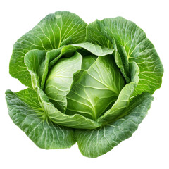 Obraz premium Fresh green cabbage isolated on a clean transparent background showcasing its vibrant color and crisp leaves, fresh Green cabbage isolated on transparent background
