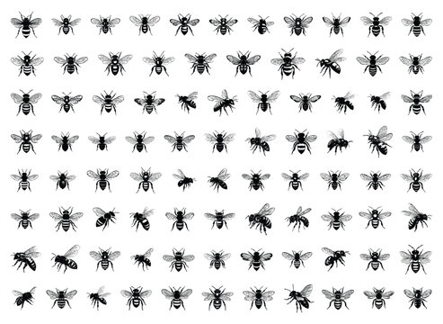 Set of collection bee Isolated vector illustration editable