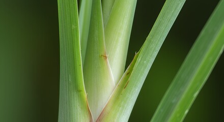 Obraz premium Closeup plant stem with overlapping leaves