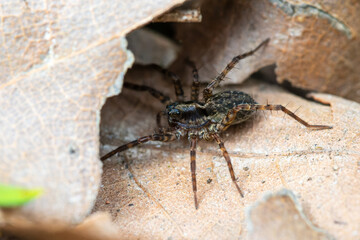 Pardosa spec. (araignée-loup) en sous-sol forestier sur feuilles et branchages, milieu naturel