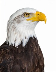 Beautiful isolated American bald eagle