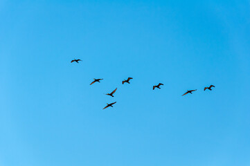 Silhouettes of birds flying in formation across a clear blue sky. A minimalist nature scene symbolizing freedom, movement, and harmony.