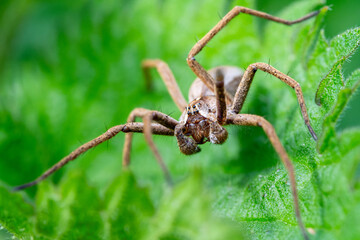 Pisaure admirable (Pisaura mirabilis) sur feuille, araignée en milieu naturel