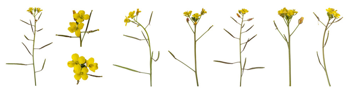 Collection of  Rapeseed Flowers isolated on transparent background. 