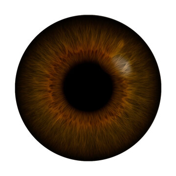 Brown  EYE COLORS Brownish  hazel brown yellow grey full iris and pupil with reflection realistic realistic retina and cornea reflection