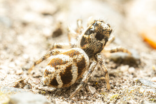 Araign&eacute;e arlequin (Salticus scenicus) sur pierre, araign&eacute;e sauteuse en milieu min&eacute;ral