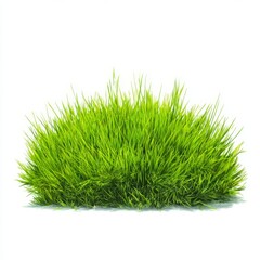 Green grass clump isolated element on white background