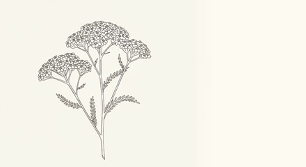 Line art botanical illustration of a yarrow plant