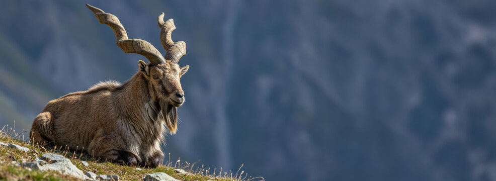 Male markhor Goat Sit On top Of Mountain Panoramic 