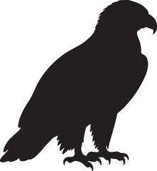 Tawny Eagle Raptor Silhouette Vector on White Background