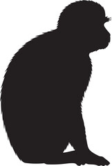 Vervet Monkey silhouette on white background