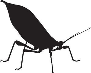Walking Leaf Insect silhouette on white background