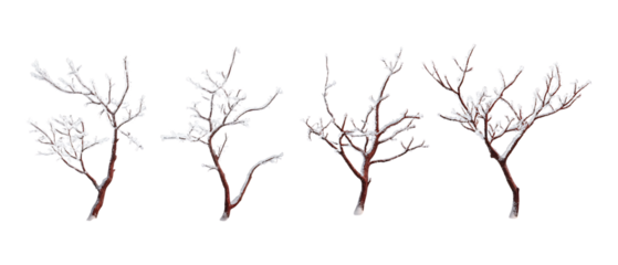 Pack of Frosty Branches Against Transparent Background for Winter Decor, Seasonal Design, or Holiday Illustration Projects