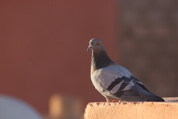 A close-up shot of a rock dove or rock pigeon
