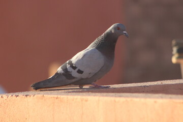 A close-up shot of a rock dove or rock pigeon